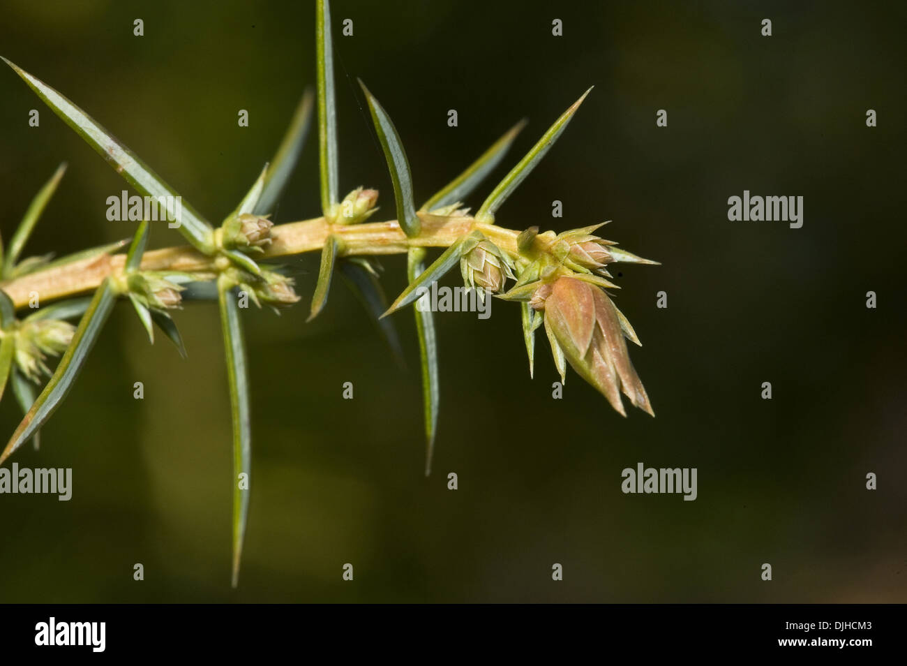 common juniper, juniperus communis Stock Photo