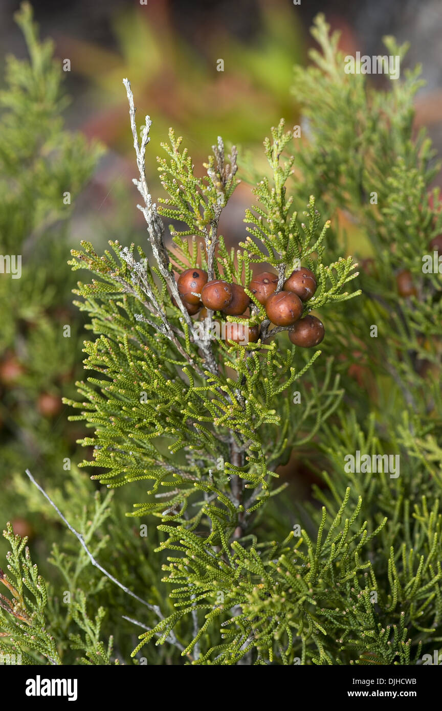 juniperus phoenicea Stock Photo Alamy