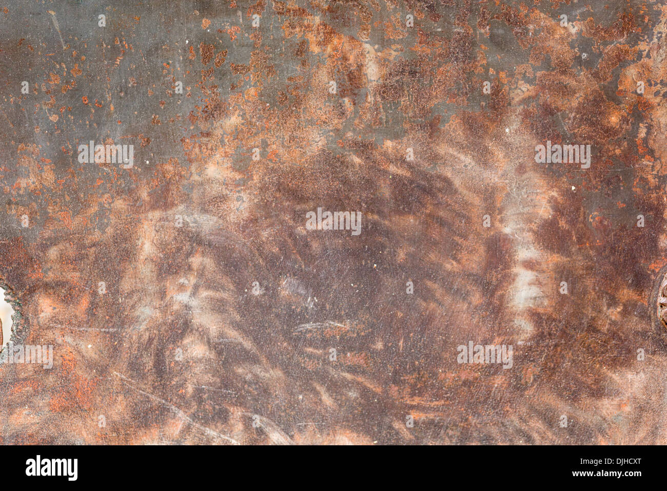 snake skins Stock Photo