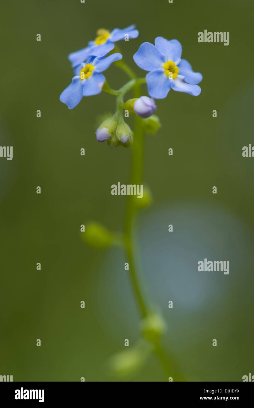 true forget-me-not, myosotis scorpioides Stock Photo