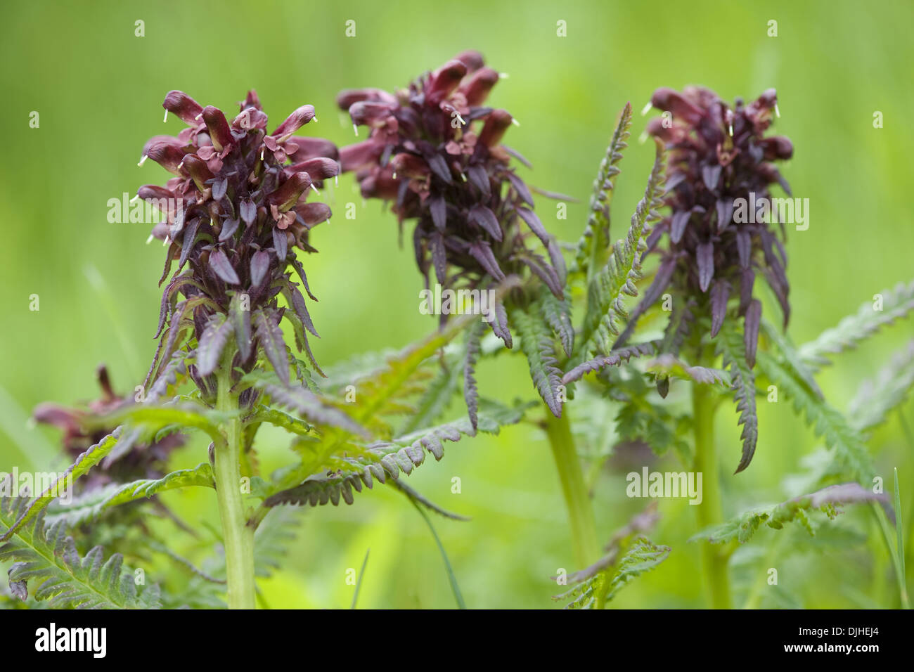 lousewort, pedicularis recutita Stock Photo