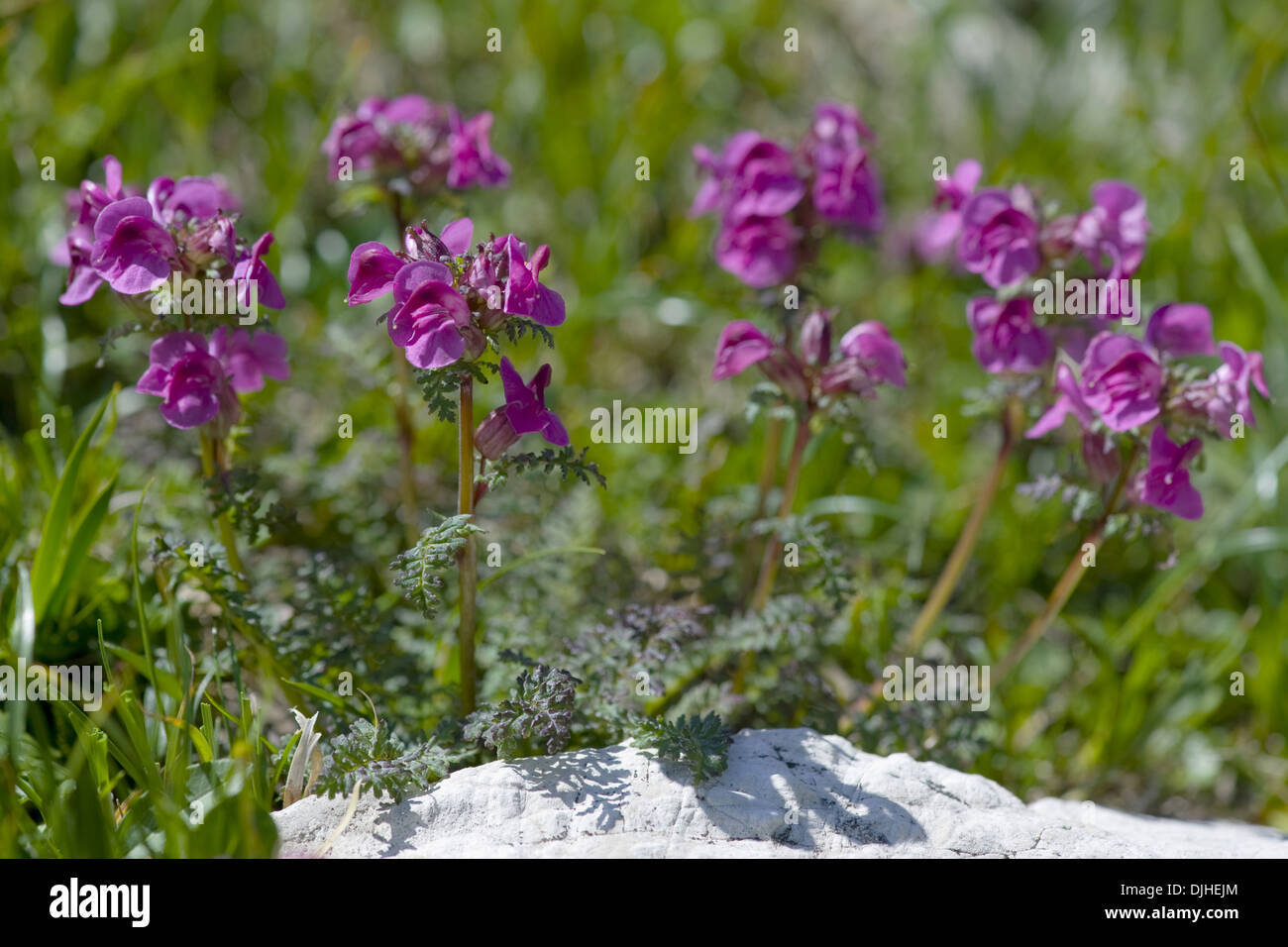 long-nosed lousewort, pedicularis rostratocapitata Stock Photo