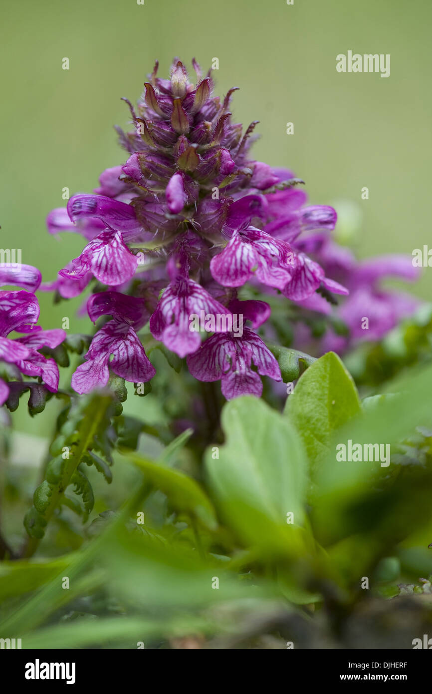 lousewort, pedicularis verticillata Stock Photo