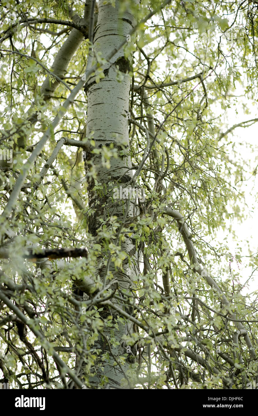 silver poplar, populus alba Stock Photo