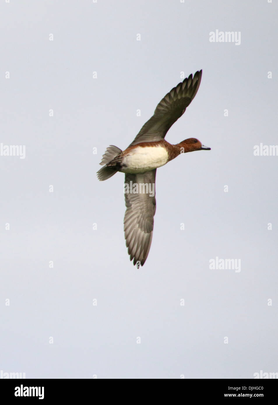 Close-up of a male Eurasian wigeon (Anas penelope) in flight against a blue sky Stock Photo