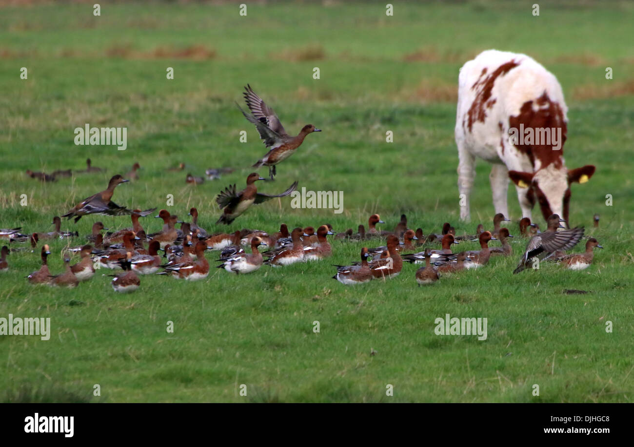 Group of Eurasian wigeons (Mareca penelope) in a meadow, next to a grazing cow Stock Photo