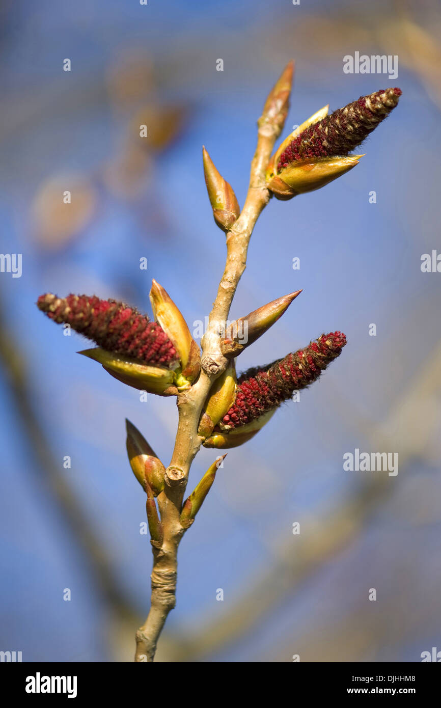 grey poplar, populus x canescens Stock Photo