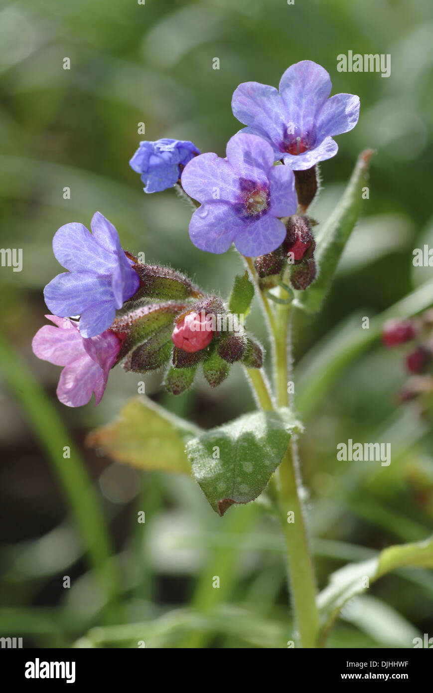 common lungwort, pulmonaria officinalis Stock Photo