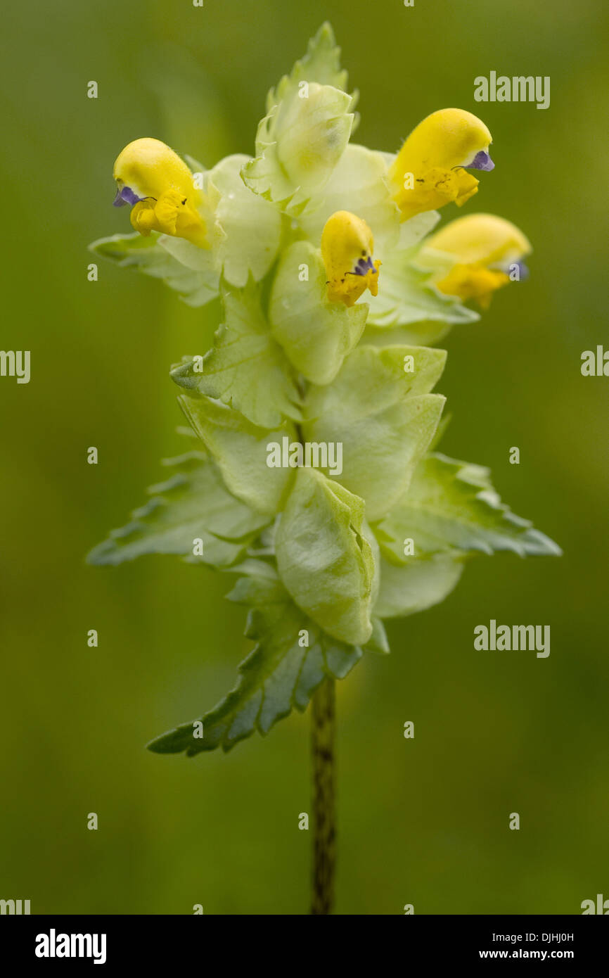 greater yellow rattle, rhinanthus serotinus Stock Photo