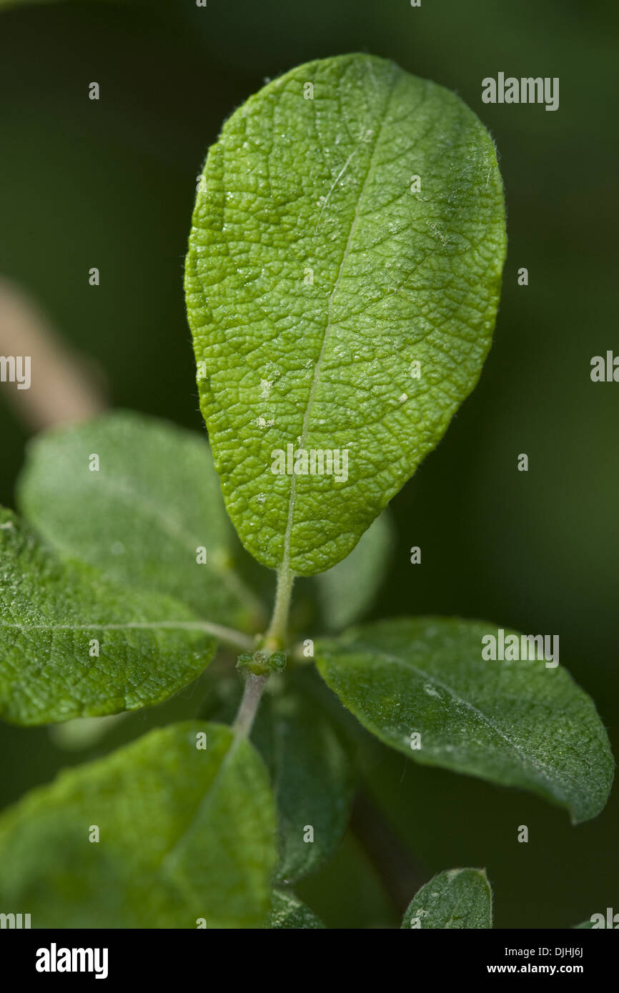 eared willow, salix aurita Stock Photo