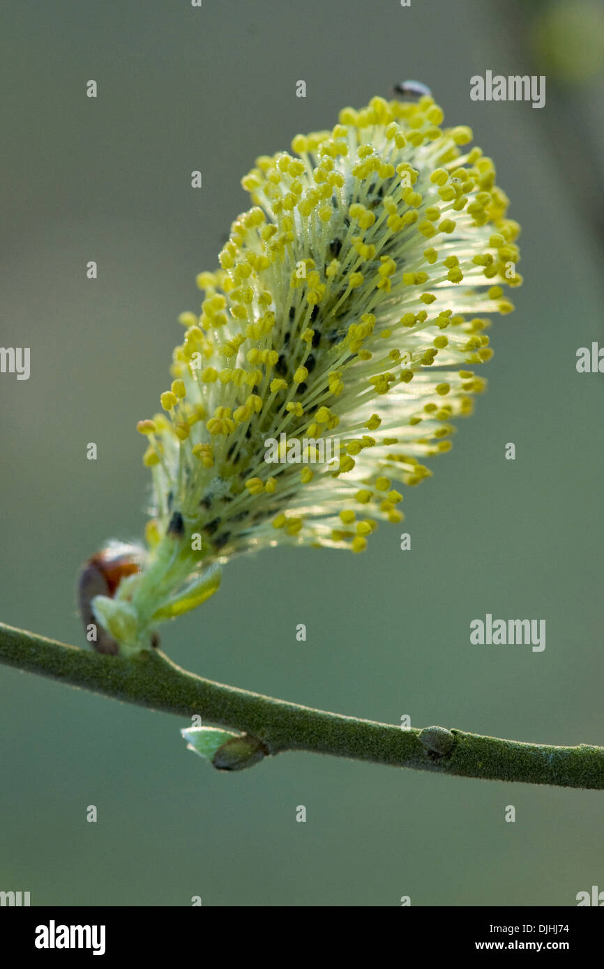 goat willow, salix caprea Stock Photo Alamy