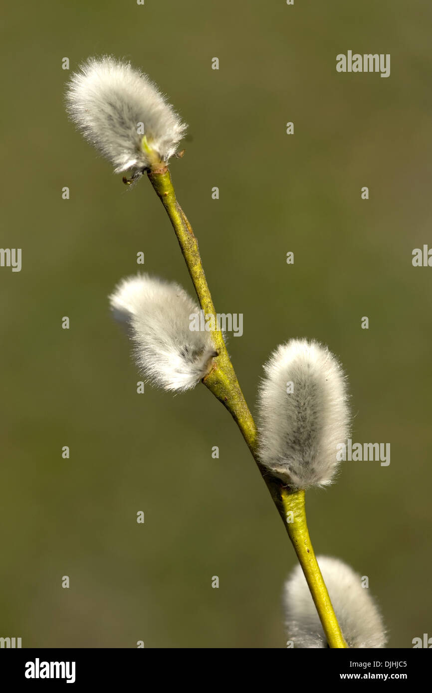 pomeranian willow, salix daphnoides ssp. pomeranica Stock Photo