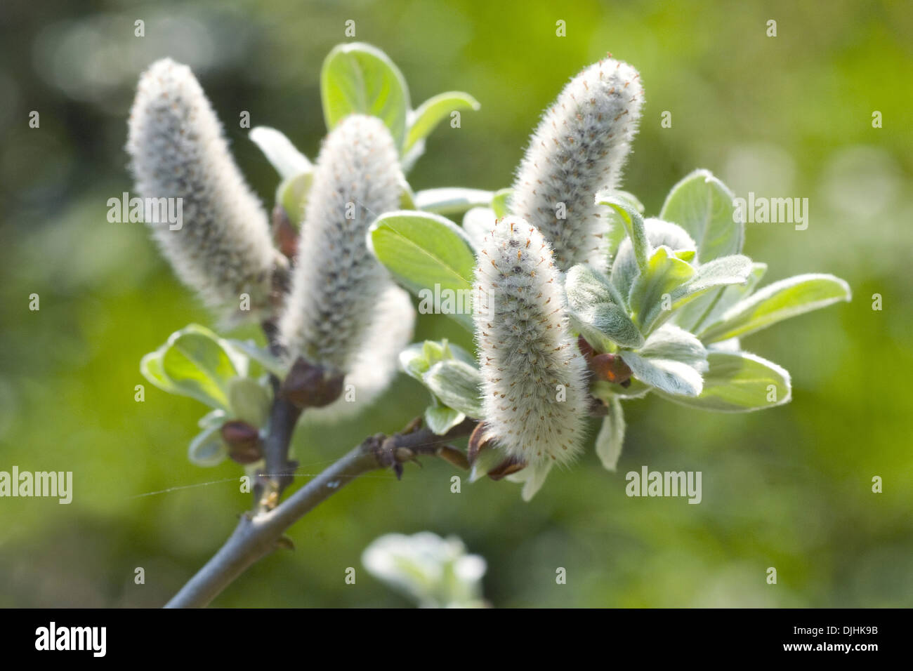 swiss willow, salix helvetica Stock Photo