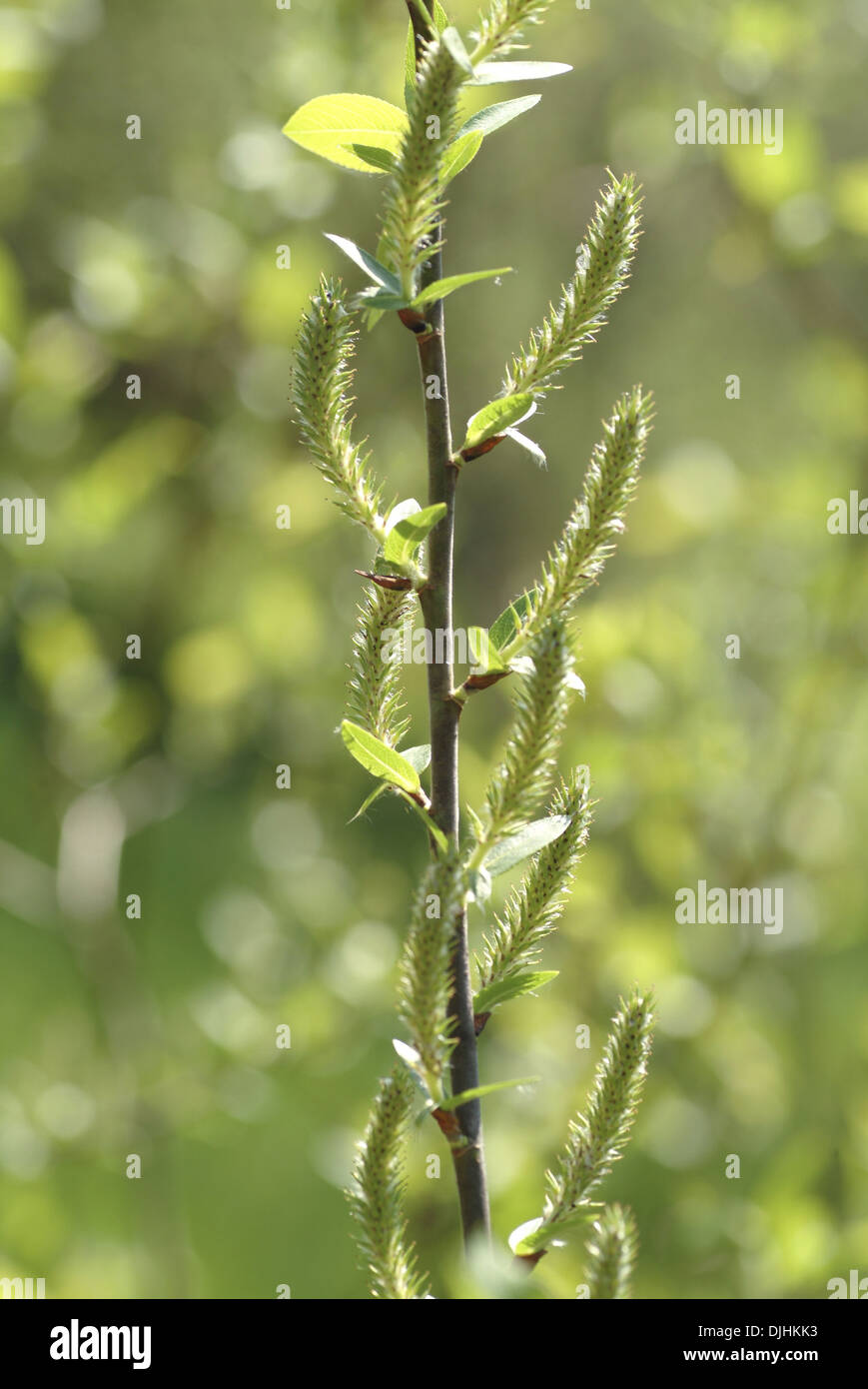 balsam willow, salix pyrifolia Stock Photo