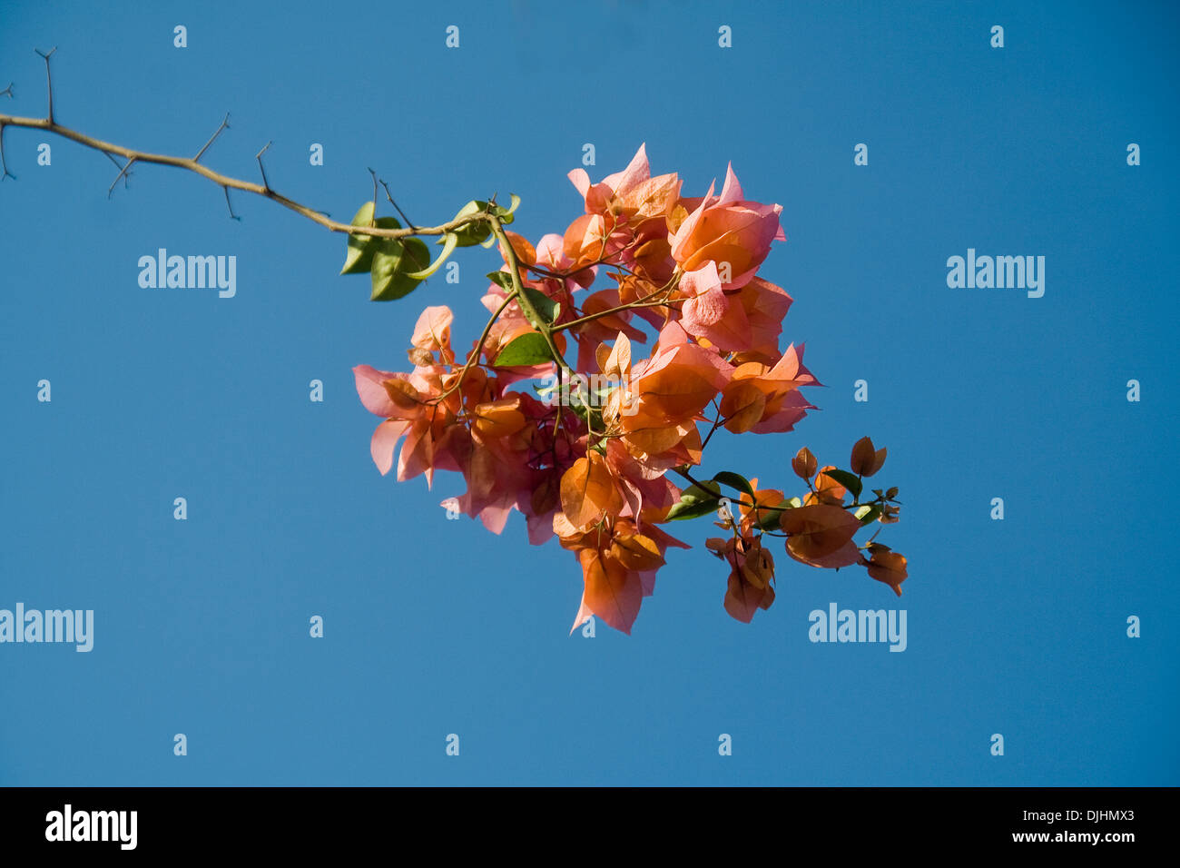 Bunch of orange color bougainvillea set against blue sky Stock Photo