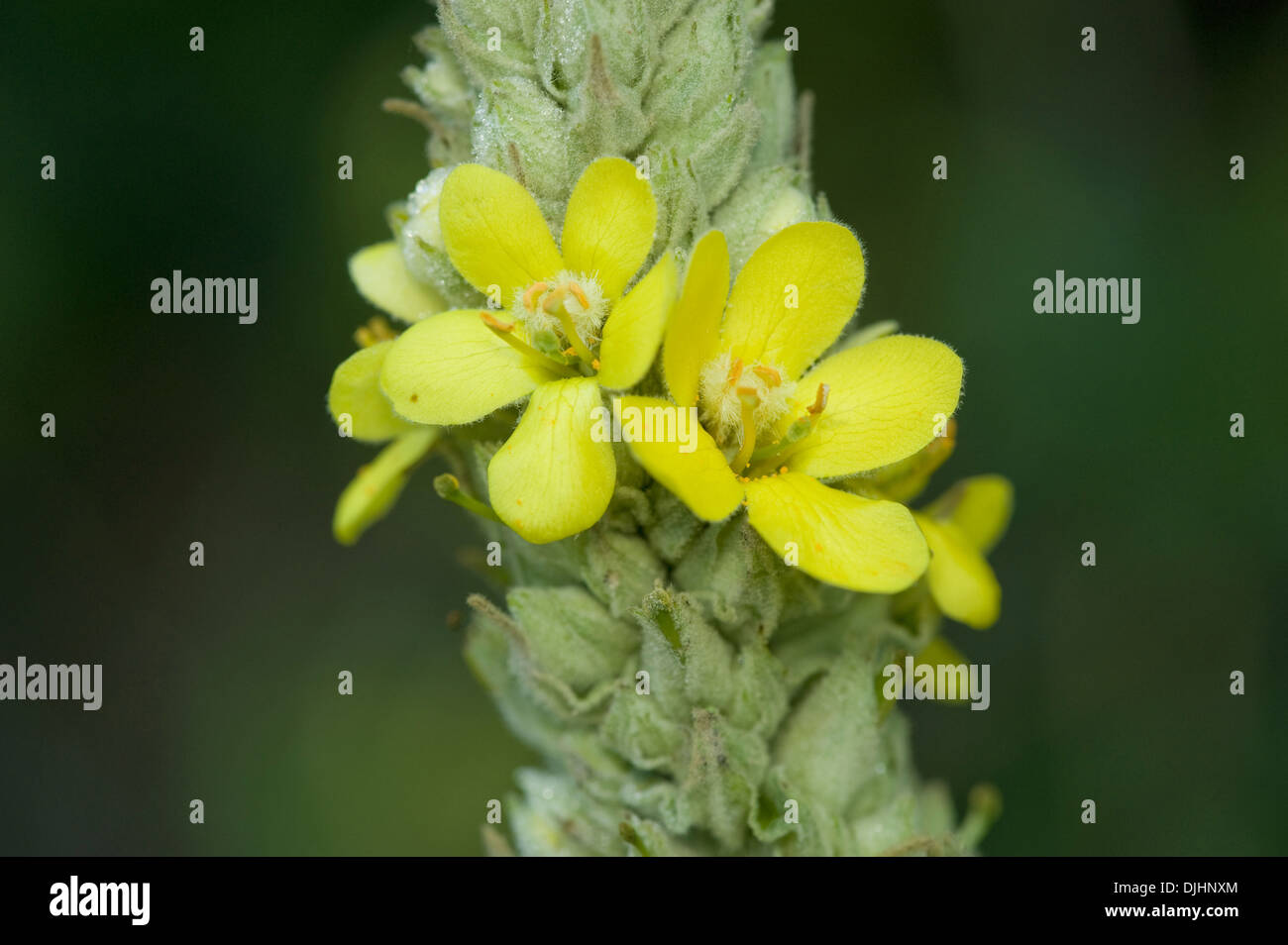 Great mullein common hi res stock photography and images Alamy