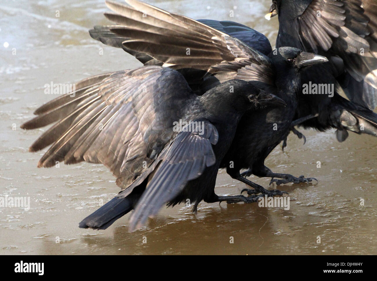 Detailed close up of a black carrion crow (Corvus Corone) fighting over ...