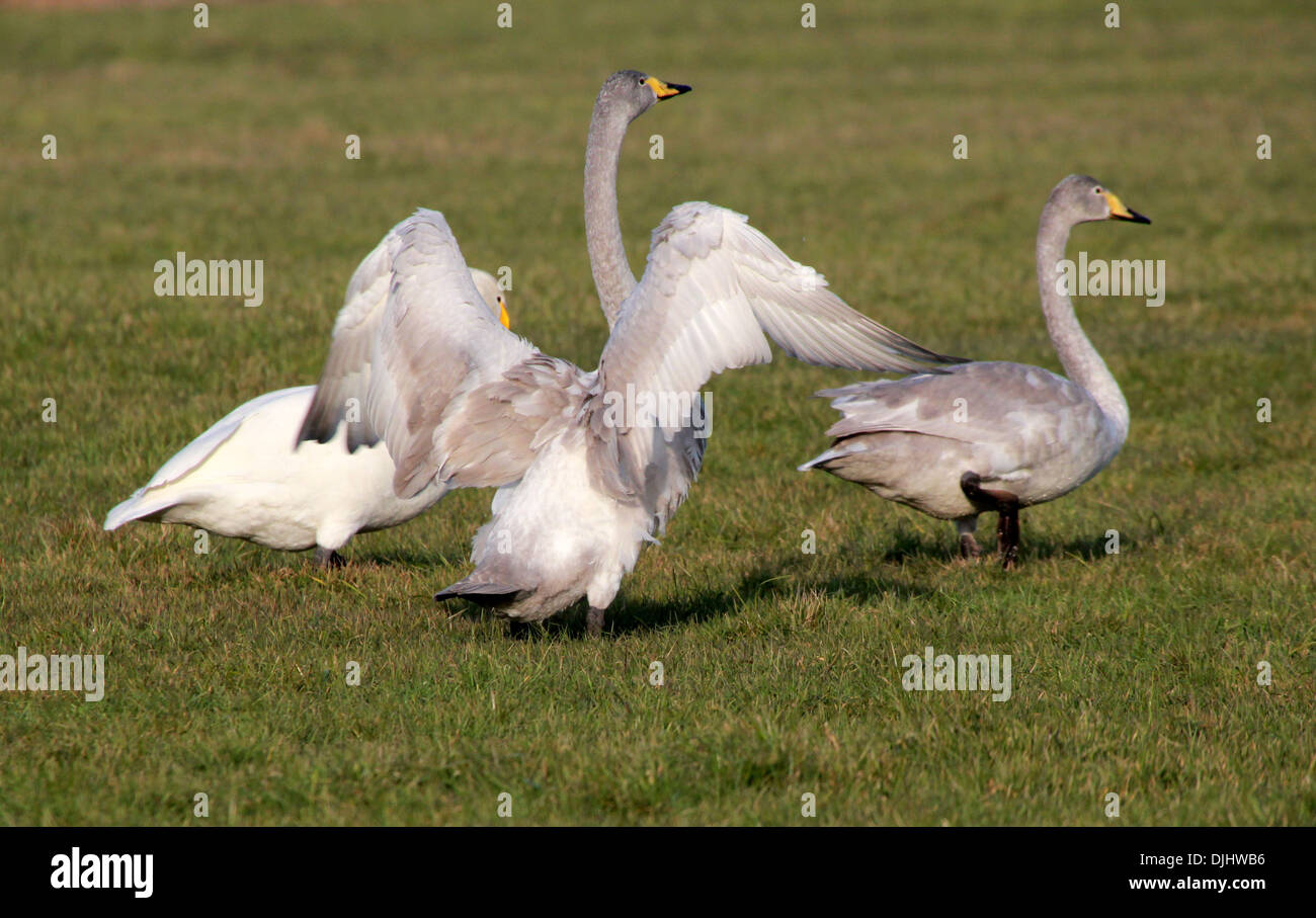 Three Whooper Swans (Cygnus Cygnus) in a meadow, one juvenile flapping wings Stock Photo