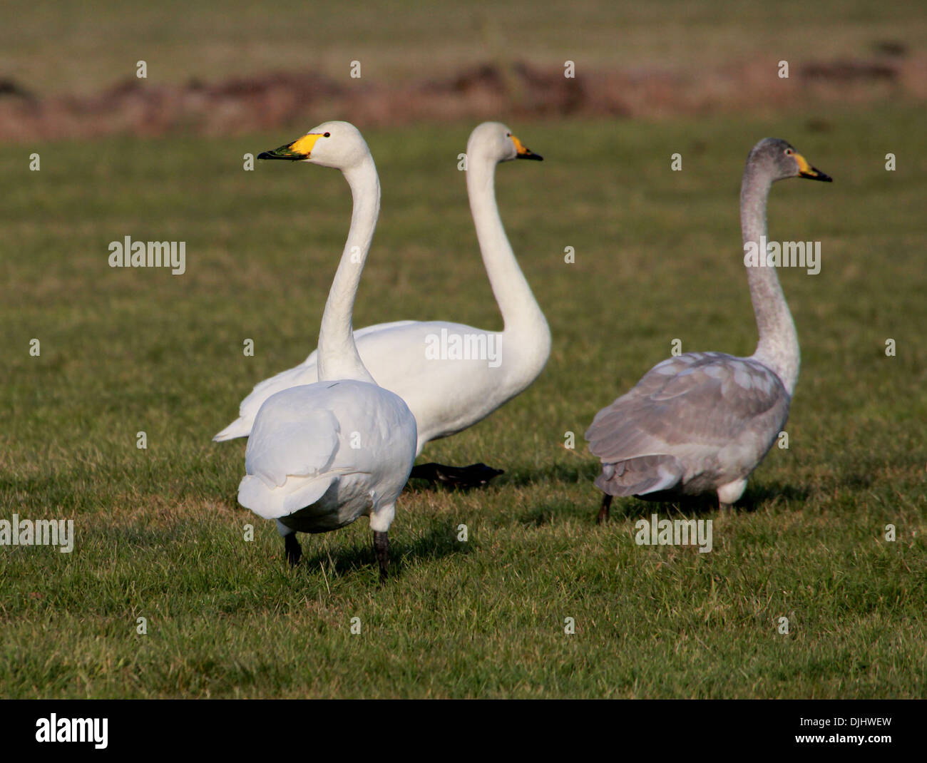 Three Whooper Swans (Cygnus Cygnus) in a meadow Stock Photo