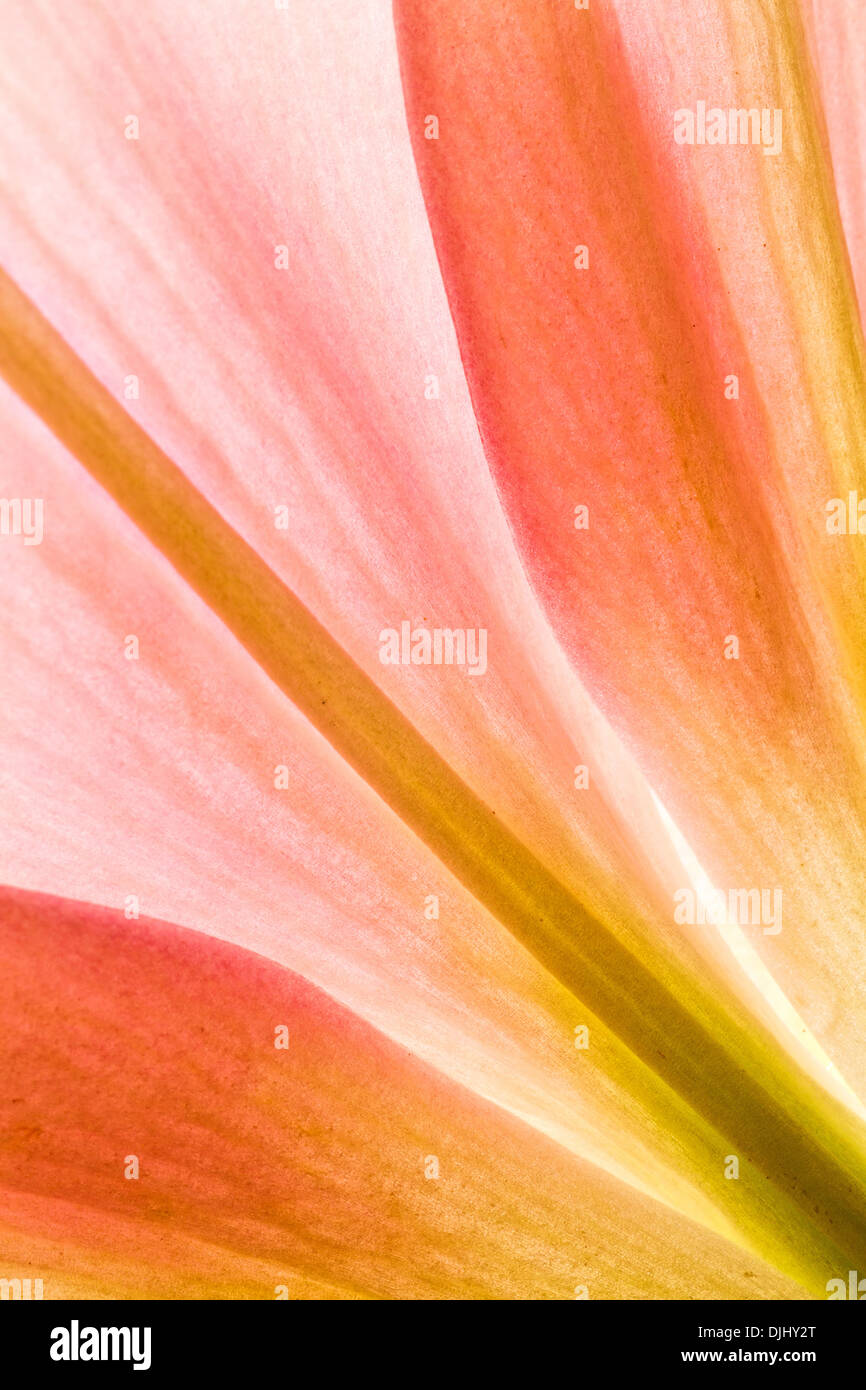 Close up of beautiful flower detail Stock Photo