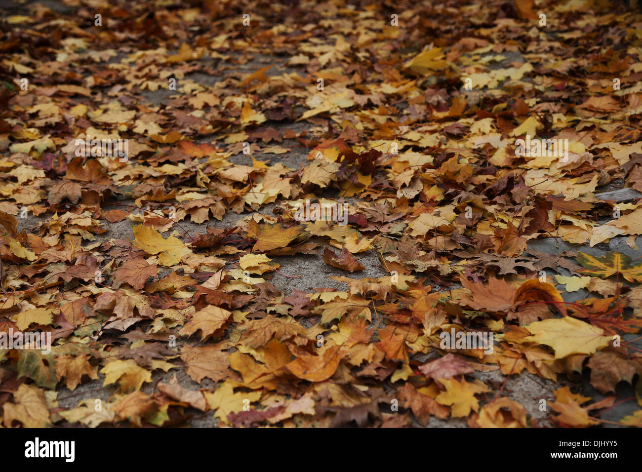 maple leaves found ground taken on Fall Season Stock Photo