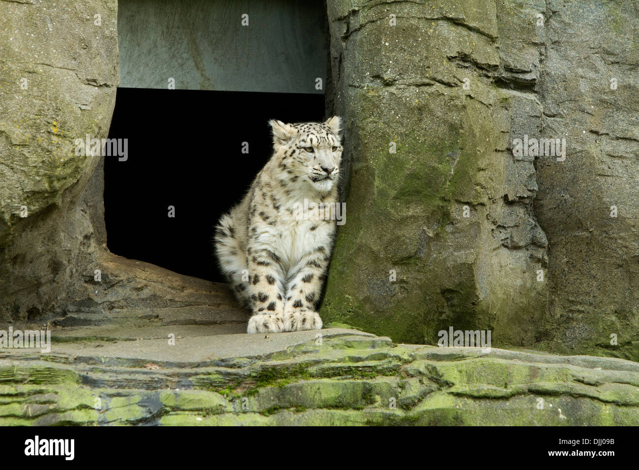 snow leopard cub Stock Photo Alamy
