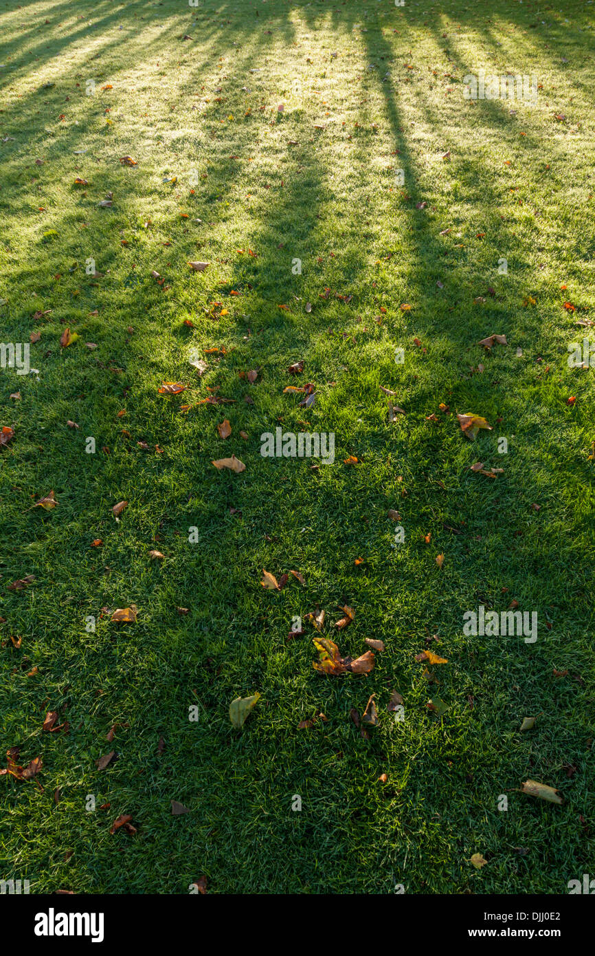Light and shade. Shadows caused by Autumn sunlight shining through trees creating shadow patterns on grass with fallen dead leaves. England, UK Stock Photo