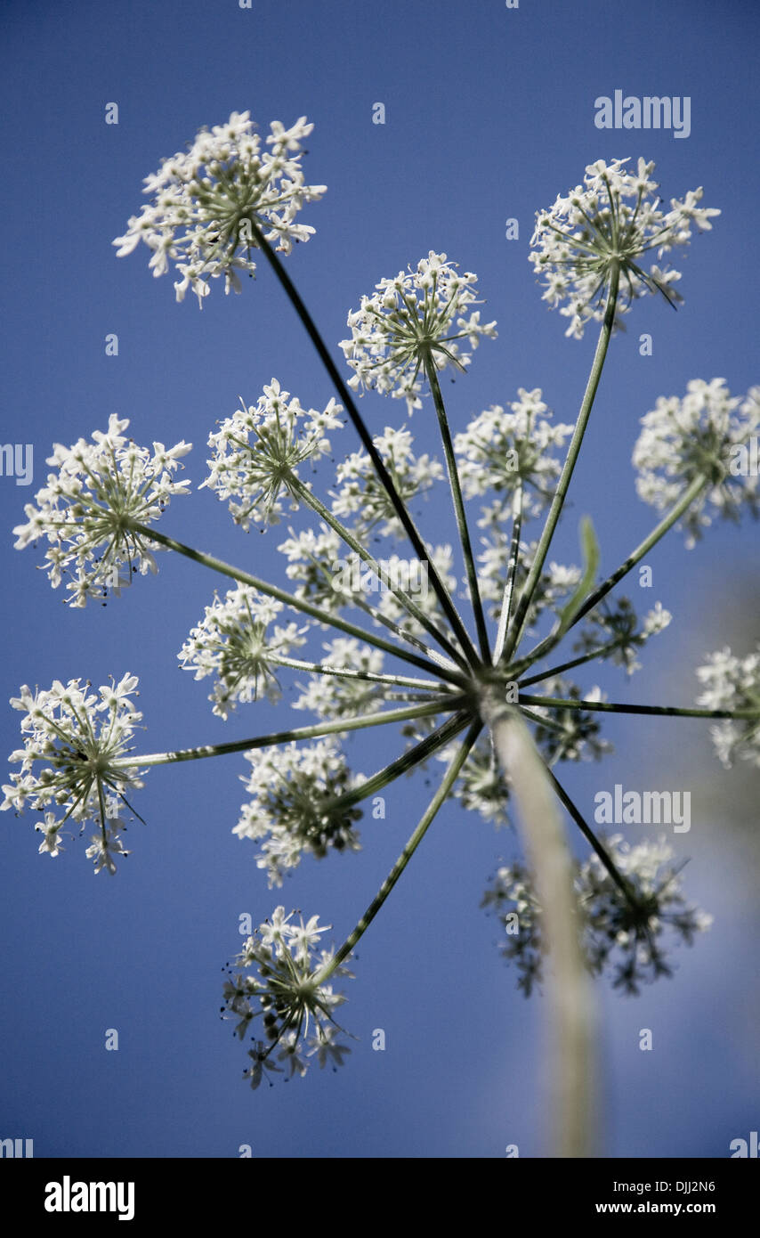 Cow parsley from below, on a blue background Stock Photo