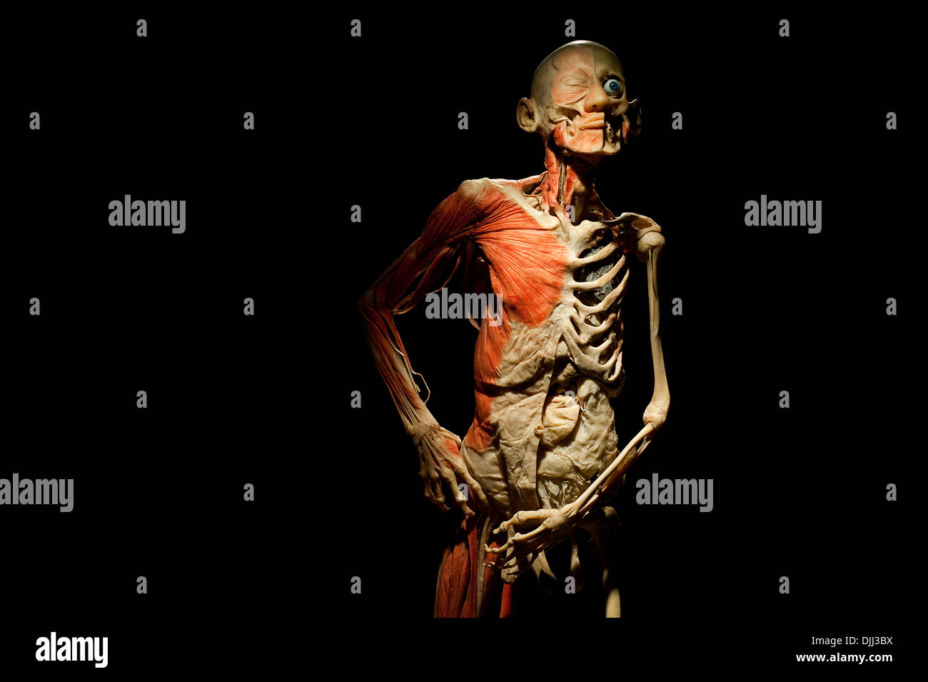 Preserved human body dissected to display the internal organs. It is showcased in the 'Bodies revealed' exhibition ( Bulgaria) Stock Photo