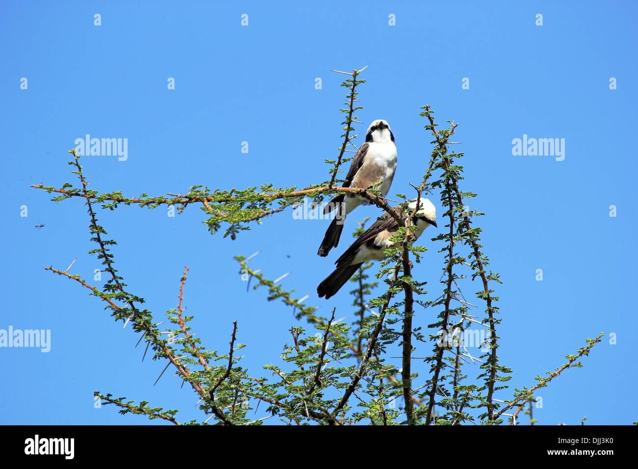 Couple of Northern White-crowned Shrike, or White-rumped Shrike, (Eurocephalus rueppelli) perched on an acacia tree Stock Photo