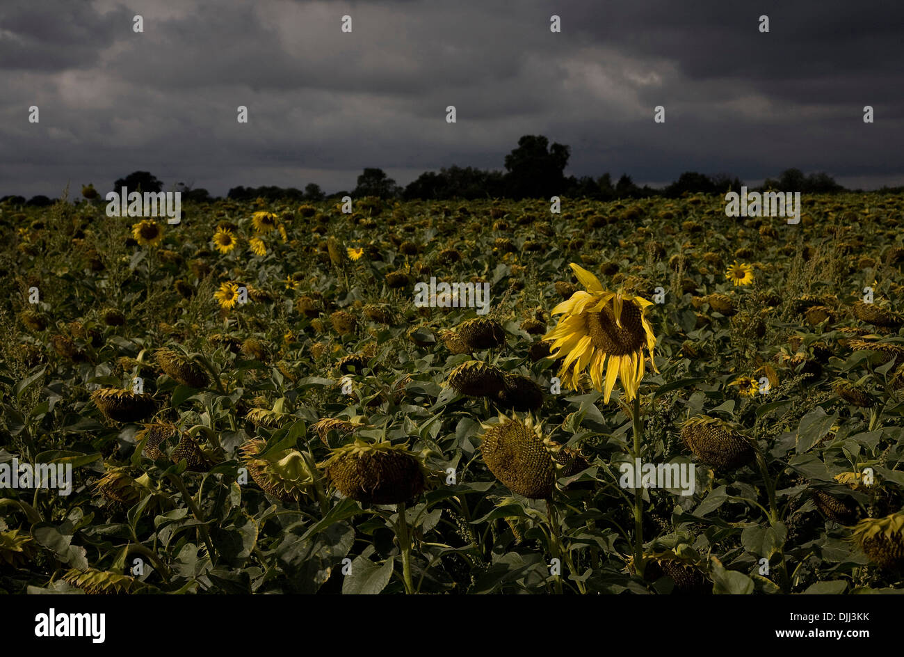 Dying sunflowers hires stock photography and images Alamy