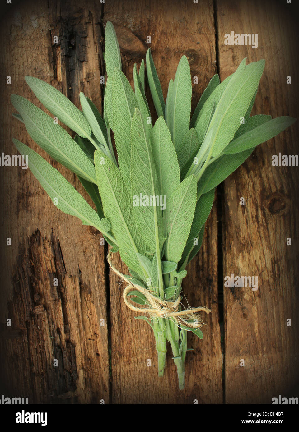 Sage plant bucket hires stock photography and images Alamy