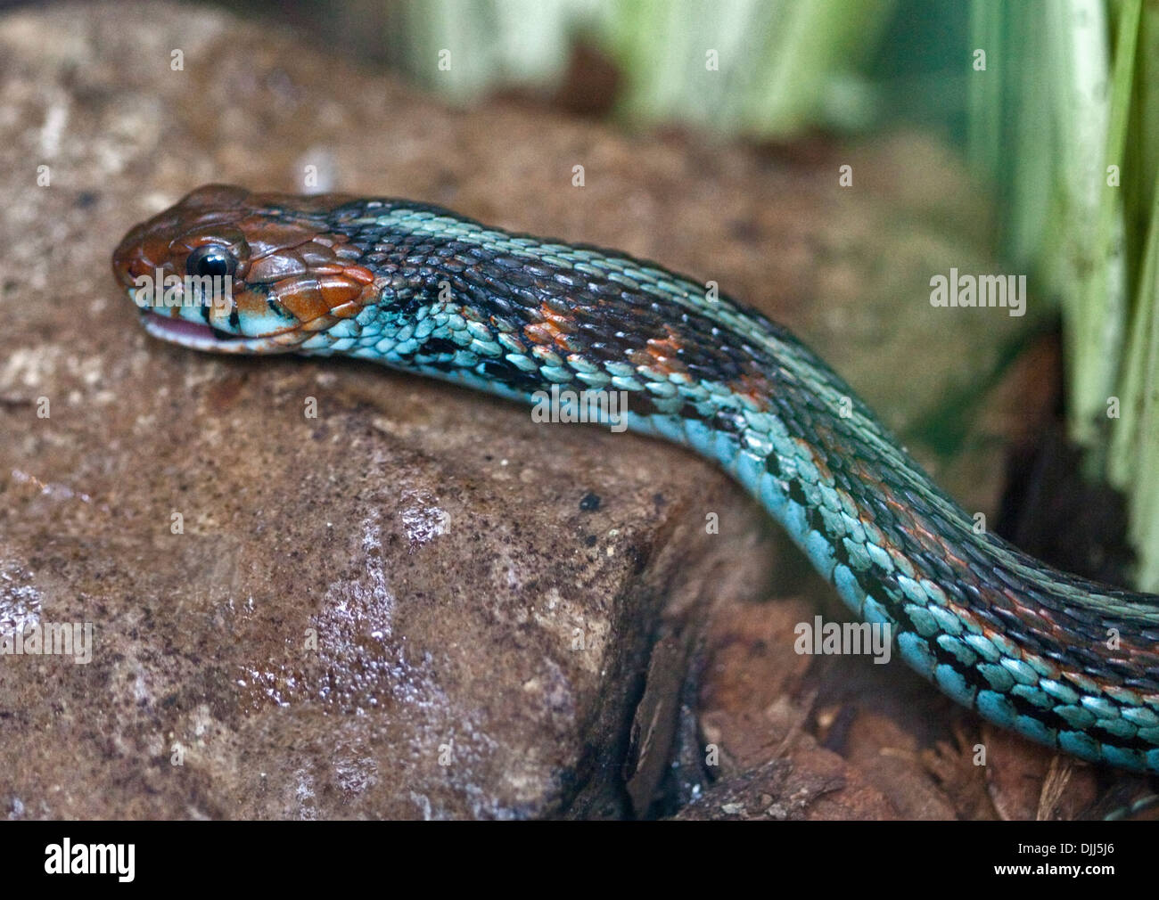 San Francisco Garter Snake (thamnophis sirtalis tetrataenia) Stock Photo