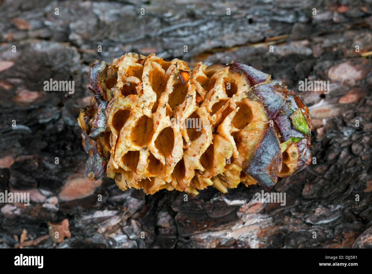 Cone of Swiss stone pine / Arolla pine (Pinus cembra) opened and seeds eaten by spotted nutcracker (Nucifraga caryocatactes) Stock Photo