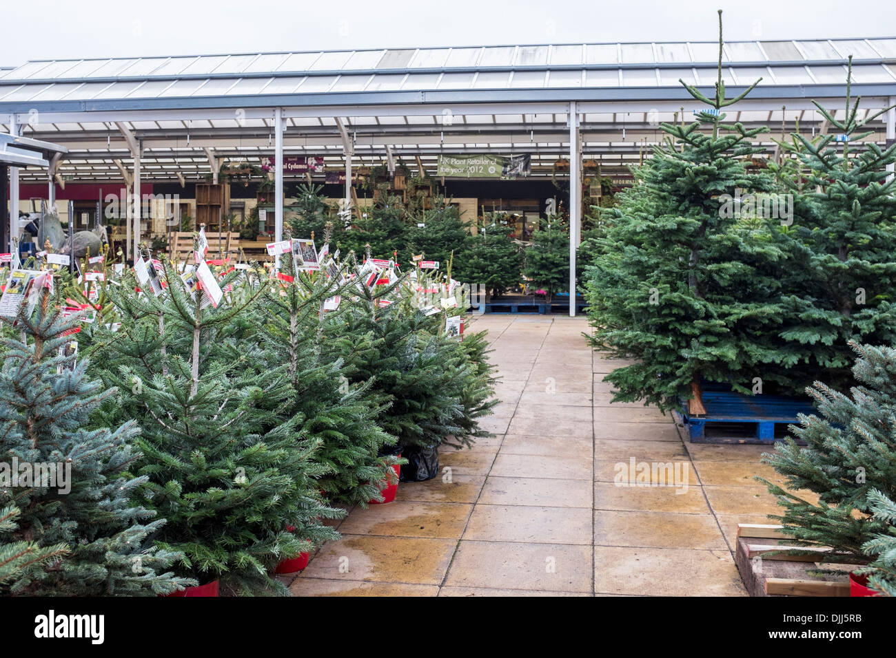 Christmas trees ready for the Christmas rush at Squires Garden Centre