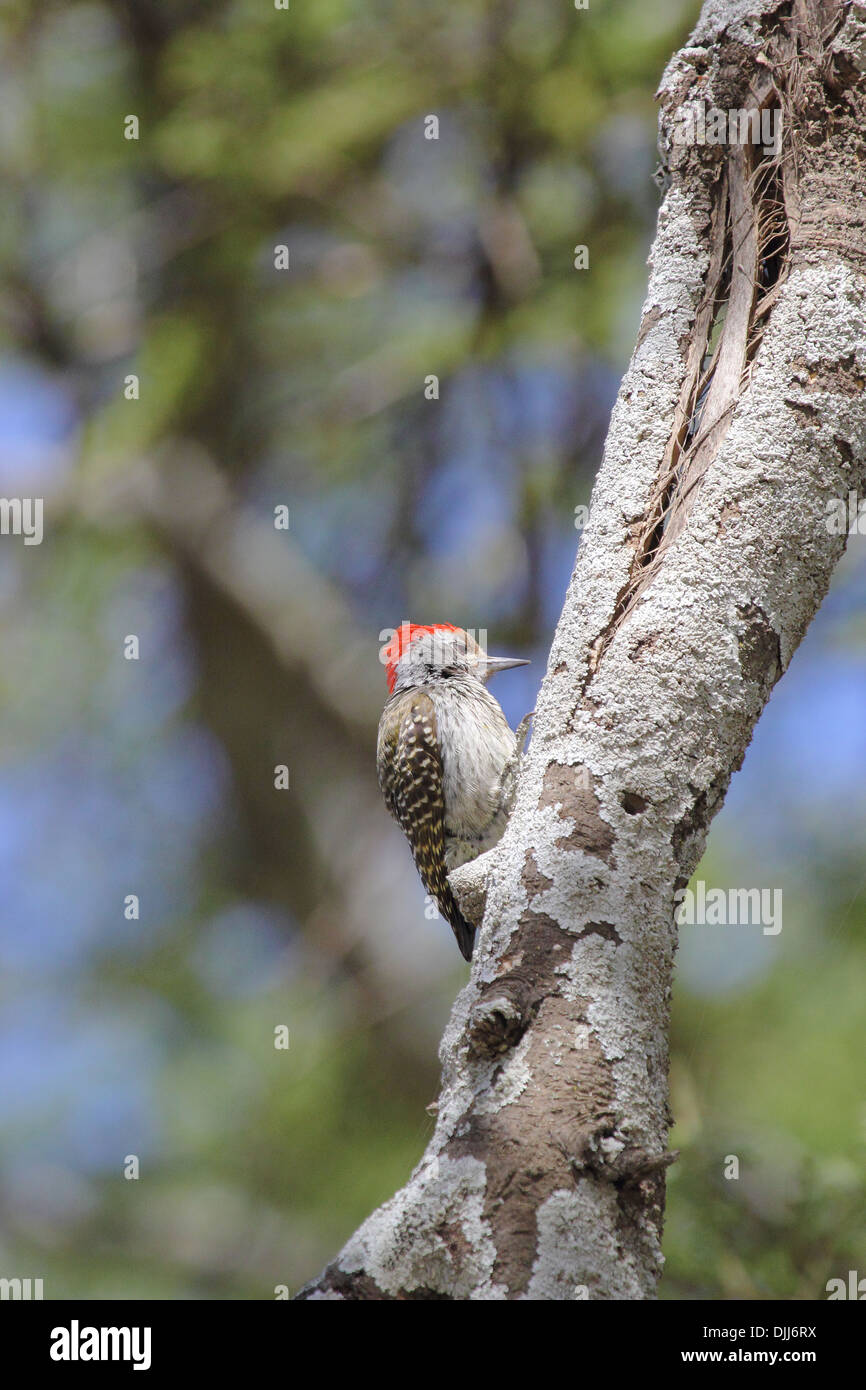 A Grey Woodpecker (Mesopicos goertae) tapping a branch Stock Photo