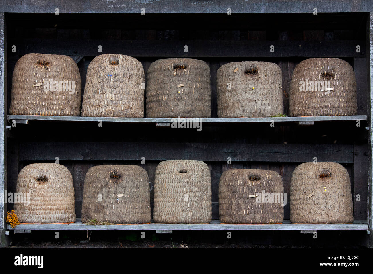 Bee hives / beehives / skeps for honeybees in rustic shelter of apiary, Lüneburg Heath / Lunenburg Heath, Lower Saxony, Germany Stock Photo