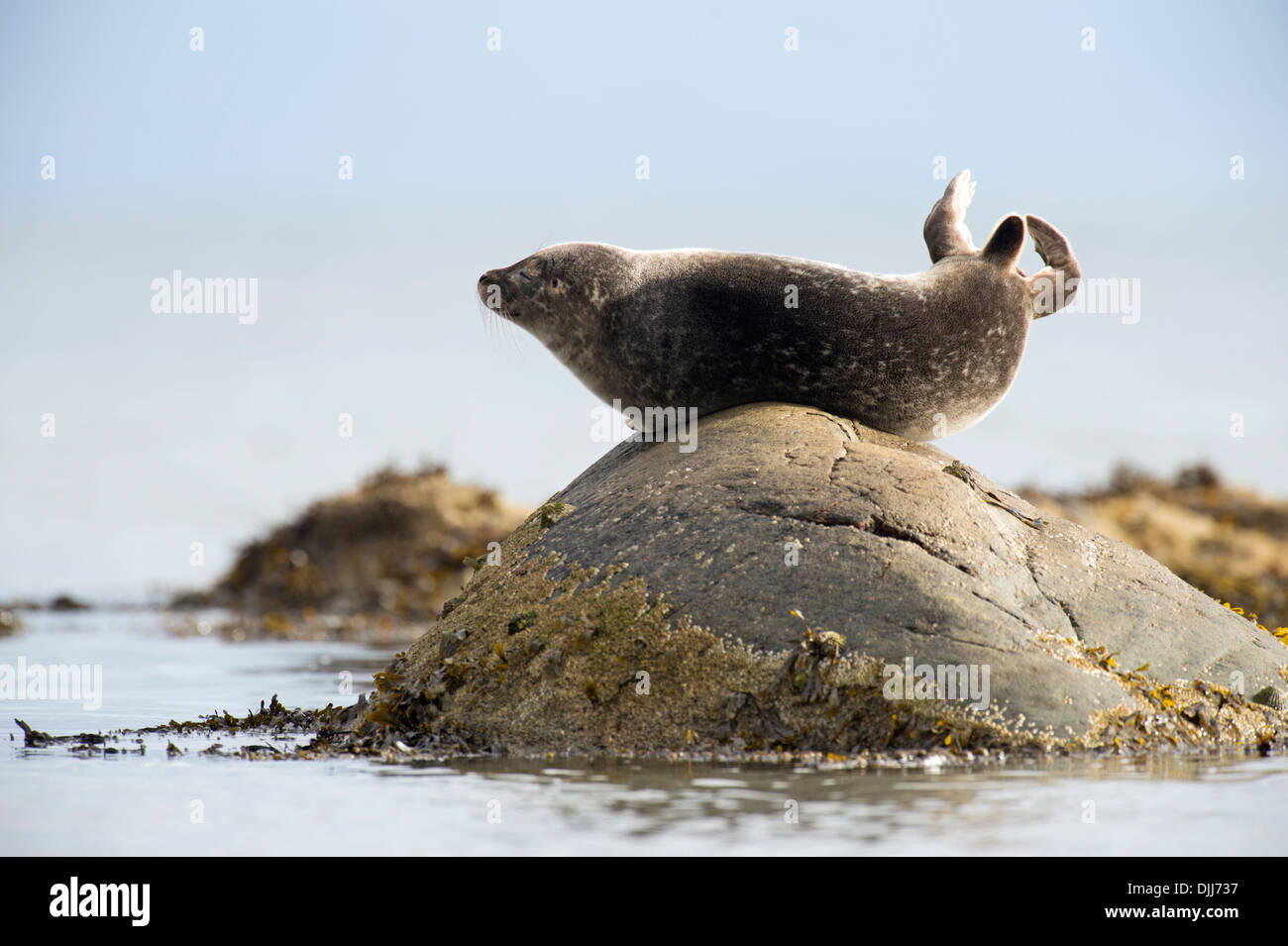 Common Seal, UK Stock Photo