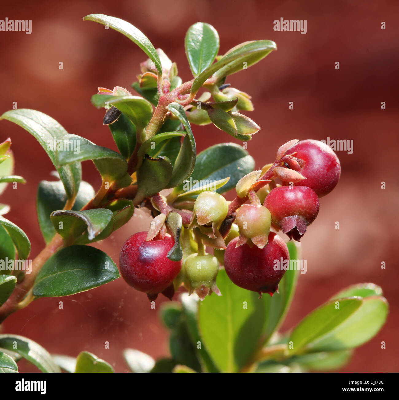 Cranberries on a shrub. Macro shot. Stock Photo