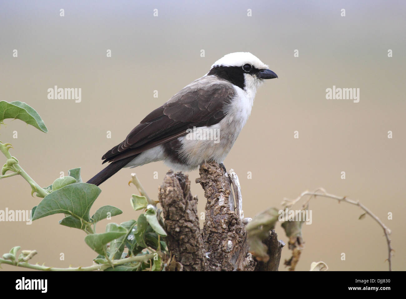 A Northern White-crowned Shrike, or White-rumped Shrike, (Eurocephalus rueppelli) perched on a branch Stock Photo