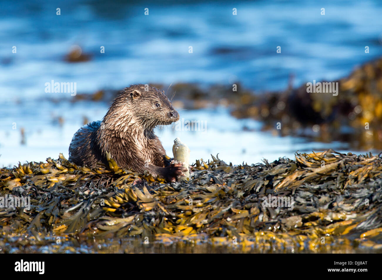 Otter (Lutra lutra), UK Stock Photo