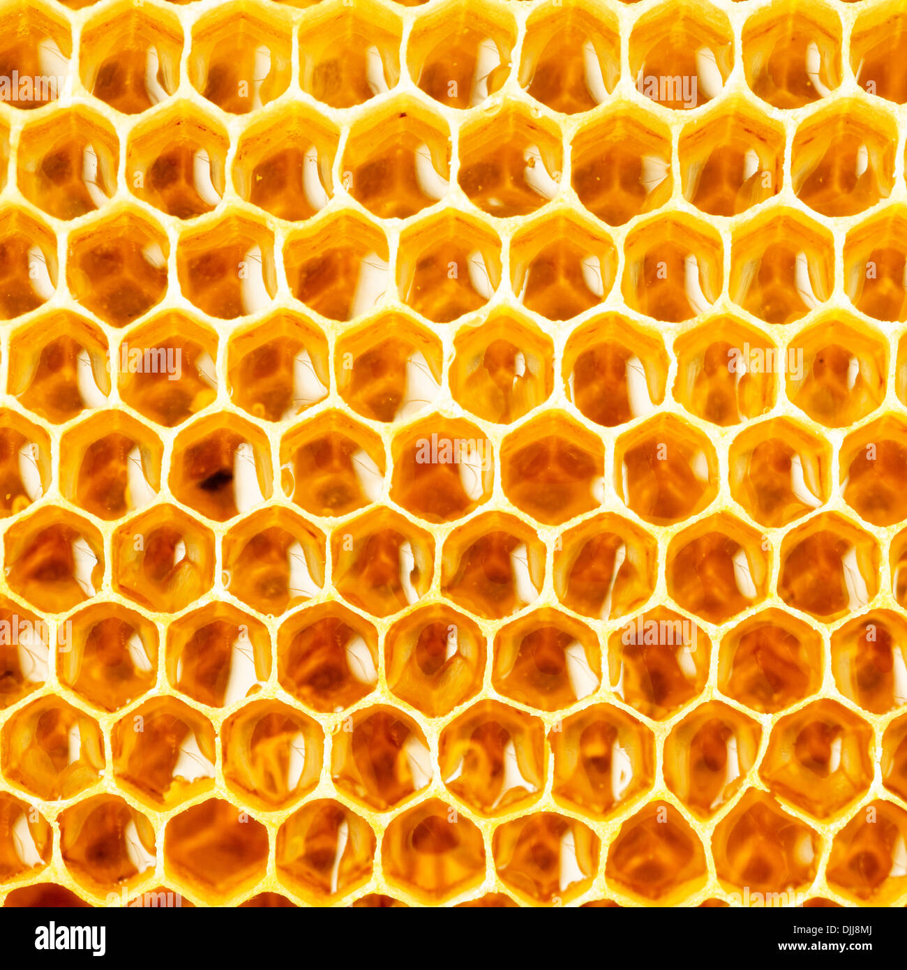 honey in honeycomb closeup Stock Photo