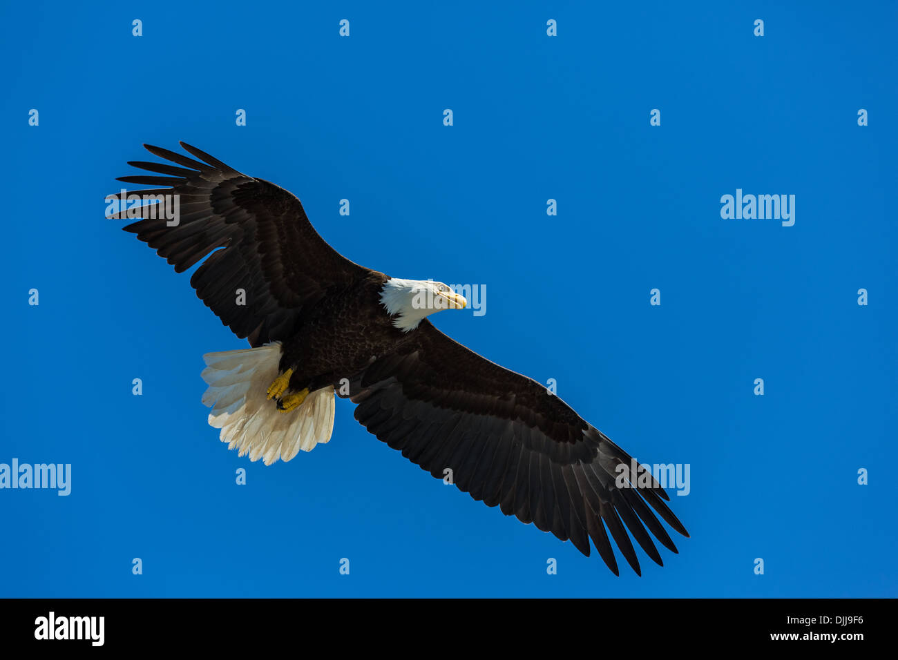 Bald eagle in flight. Stock Photo