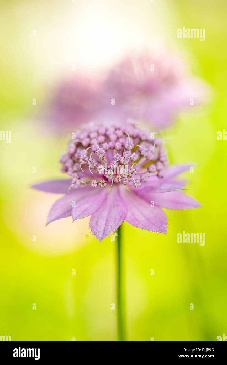 Close-up image of a single white/pink Astrantia major flower commonly known as Masterwort Stock Photo