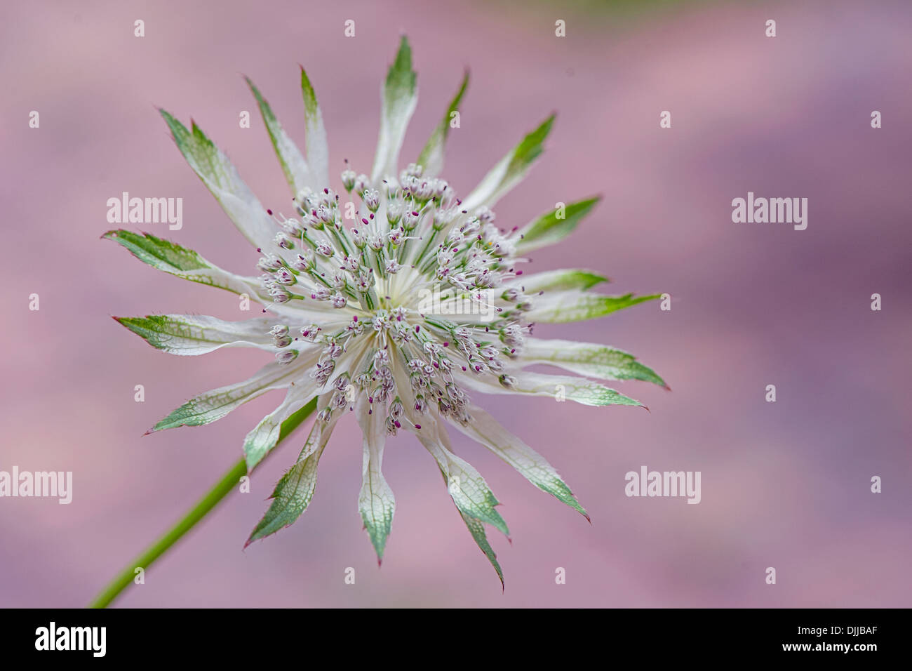Close-up image of a single white/pink Astrantia major flower commonly known as Masterwort, image taken against a soft background Stock Photo
