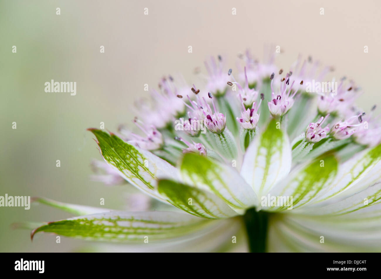 Close-up image of a single white/pink Astrantia major flower commonly known as Masterwort, image taken against a soft background Stock Photo