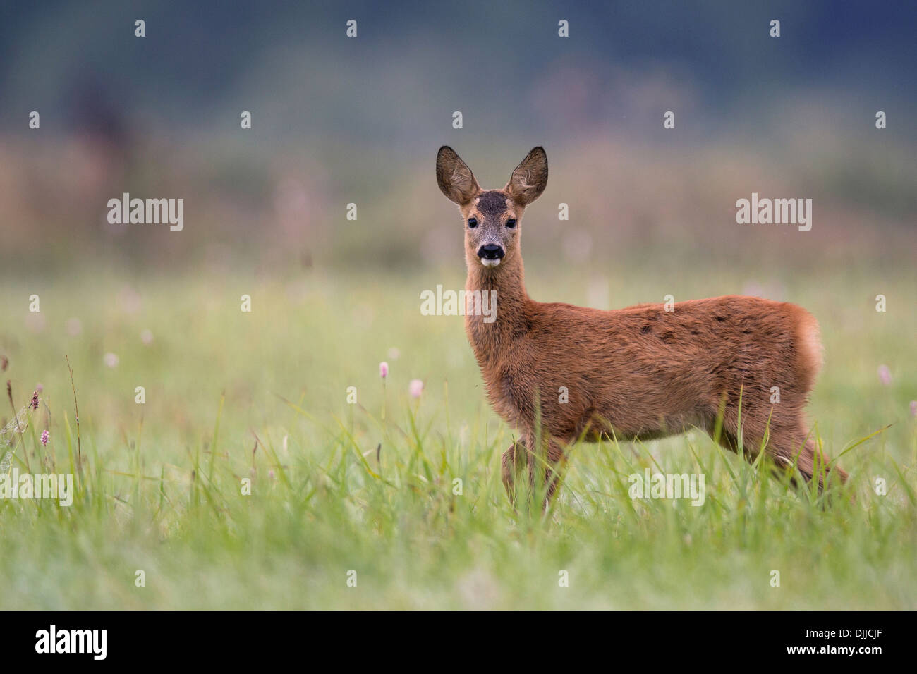Young deer in the wild. Stock Photo