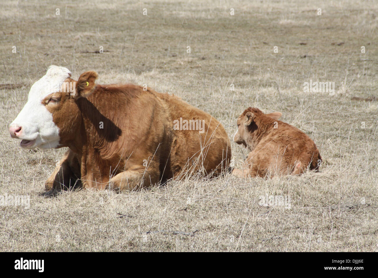Cow and calves lying in field hi-res stock photography and images - Alamy