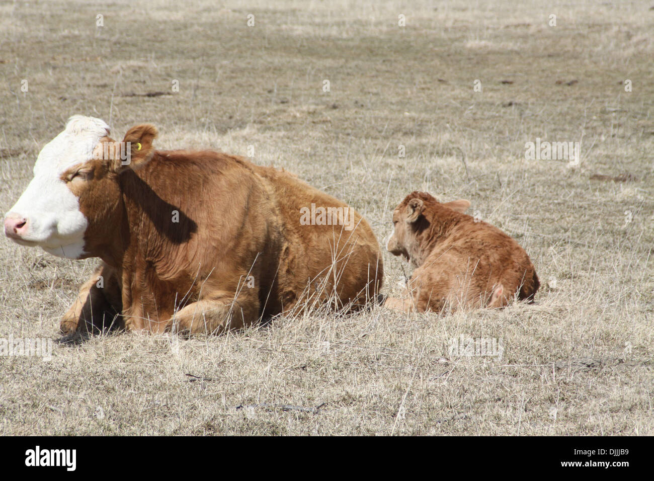 Cow and calf lying on the brown grass in the pasture in early spring ...