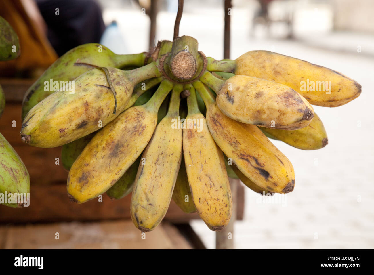 Close up of bananas or plantains for sale, Havana Cuba, Caribbean Stock